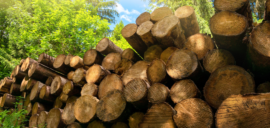 WOOD BASED ACTIVATED CARBONS